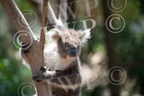 Ballarat Wildlife Park 21jpg