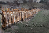 hunted foxes displayed on a farm fence