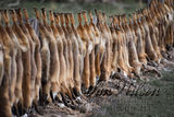 hunted foxes displayed on a farm fence