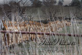 hunted foxes displayed on a farm fence