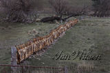 hunted foxes displayed on a farm fence