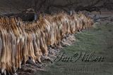 hunted foxes displayed on a farm fence