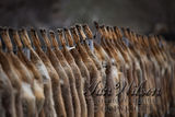 hunted foxes displayed on a farm fence